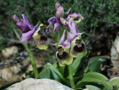 Ορχιδεες (Ophrys tenthredinifera) στο Σουνιο