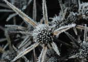 Παγωμενο γαλαζαγκαθο (Eryngium creticum) στη Στυμφαλια