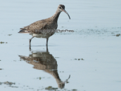 Σιγλιγουρος (Numenius phaeopus) στο δελτα Αξιου