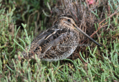 Μπεκατσινι (Gallinago gallinago) στο δελτα Αξιου