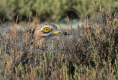 Πετροτουρλιδα (Burhinus oedicnemus) στο δελτα Αξιου