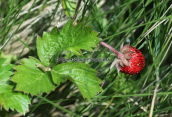 Αγριοφραουλα (Fragaria vesca) στην Οιτη