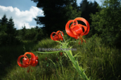 Κοκκινος κρινος (Lilium chalcedonicum) στην Οιτη