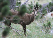 Αγριογιδο (Rupicapra rupicapra balcanica) στον Ολυμπο