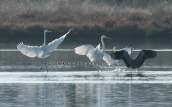 Αργυροτσικνιαδες (Egretta alba) στη λιμνοθαλασσα Ωρωπου