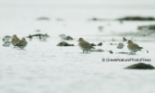 Βροχοπουλια (Pluvialis apricaria) στη λιμνοθαλασσα Ωρωπου