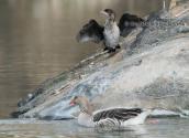 Λαγγονα (Phalacrocorax pygmeus) στο παρκο Αντωνης Τριτσης στην Αθηνα