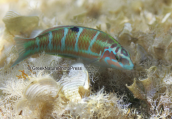 Γυλος (Thalassoma pavo) στο Σουνιο