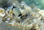 Κακαρελλος (Diplodus vulgaris) στο Σουνιο