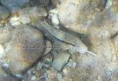 Μπαρμπουνι (Mullus sumuletus) στο Σουνιο