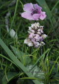 Ορχιδεα (Neotinea lactea) στην Αττικη