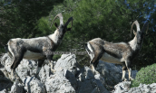 Aιγαγρoi στη Παρνηθα