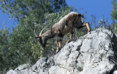 Νεαρος αιγαγρος στην Παρνηθα