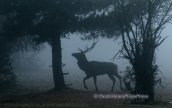 Κοκκινο ελαφι (Cervus elaphus) στη Παρνηθα, Κοκκινο ελαφι Παρνηθα Cervus elaphus Red deer Parnitha mountain, Κοκκινο ελαφι Παρνηθα Cervus elaphus Red deer Parnitha mountain