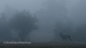 Κοκκινο ελαφι (Cervus elaphus) στη Παρνηθα, Κοκκινο ελαφι Παρνηθα Cervus elaphus Red deer Parnitha mountain, Κοκκινο ελαφι Παρνηθα Cervus elaphus Red deer Parnitha mountain