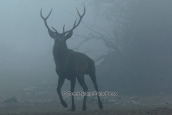 Κοκκινο ελαφι (Cervus elaphus) στη Παρνηθα, Κοκκινο ελαφι Παρνηθα Cervus elaphus Red deer Parnitha mountain, Κοκκινο ελαφι Παρνηθα Cervus elaphus Red deer Parnitha mountain