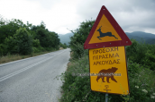Προσοχη περασμα αρκουδας
