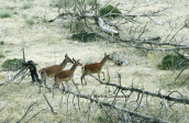 Κοκκινα ελαφια (Cervus elaphus) στη Παρνηθα