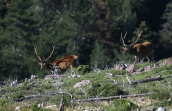 Αρσενικα κοκκινα ελαφια (Cervus elaphus) στη Παρνηθα