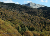 Εικονα απο τη Διρφη