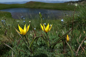 Τουλιπες (Tulipa australis) στο Σμολικα