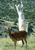 Ελαφι στο παρκο των ψυχων στη Παρνηθα
