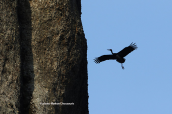 Μαυρος πελαργος (Ciconia nigra) στα Μετεωρα