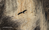 Μαυρος πελαργος (Ciconia nigra) στα Μετεωρα