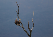 Θαλασσαετοι (Haliaeetus albicilla) στη λιμνη Δοιρανη
