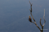 Θαλασσαετος (Haliaeetus albicilla) στη λιμνη Δοιρανη