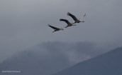 Γερανοι (Grus grus) στη λιμνη Κερκινη