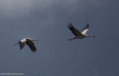 Γερανοι (Grus grus) στη λιμνη Κερκινη