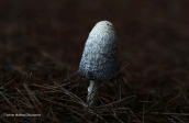 Κοπρινος ο κομητης (Coprinus comatus) στο ορος Πατερας