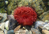 Τοματα της θαλασσας (Actinia equina) στον Κορινθιακο κολπο