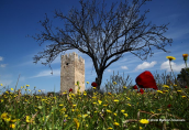 Ο φραγκικος πυργος στη Βραυρωνα