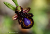Ophrys speculum στην Αργολιδα