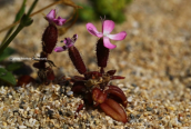 Saponaria jagelii στην Ελαφονησο