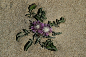 Centaurea pumilio στην Ελαφονησο