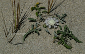 Centaurea pumilio στην Ελαφονησο