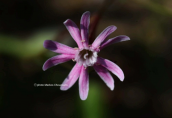 Σιληνη (Silene corinthiaca) στην Ελαφονησο