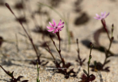 Σιληνη (Silene corinthiaca) στην Ελαφονησο