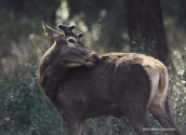 Αρσενικο κοκκινο ελαφι (Cervus elaphus) βγαζει νεα κερατα αφου εχει αποριψει τα παλια, στην Παρνηθα