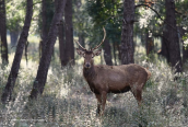 Κοκκινο ελαφι (Cervus elaphus) στην Παρνηθα