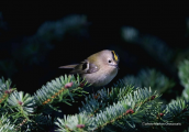 Χρυσοβασιλισκος (Regulus regulus) στην Παρνηθα
