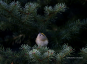 Χρυσοβασιλισκος (Regulus regulus) στην Παρνηθα