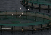 URBAN WILDLIFE:Αργυροτσικνιαδες σε ιχθυοκαλλιεργειες στον Σαρωνικο
