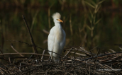 Γελαδαρης (Bubulcus ibis) στη λιμνοθαλασσα Ωρωπου