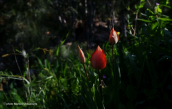 Τουλιπες (Tulipa raddii) πιθανως προερχομενες απο παλια καλλιεργεια στον Ποδονιφτη