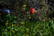 Τουλιπα (Tulipa raddii) πιθανως προερχομενη απο παλια καλλιεργεια στον Ποδονιφτη