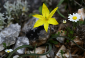 Τουλιπα (Tulipa australis) στην Παρνηθα